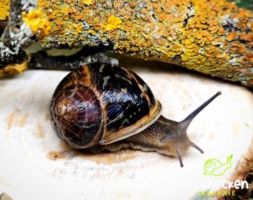 Gefleckte Weinbergschnecke  " Cornu aspersum dunkel,,
